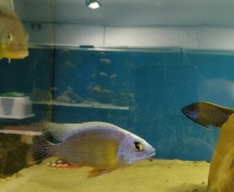 Africké Malawi cichlidy - 11