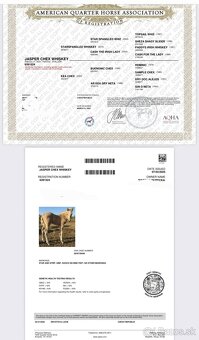 Roční qh hřebeček reining původ - 11