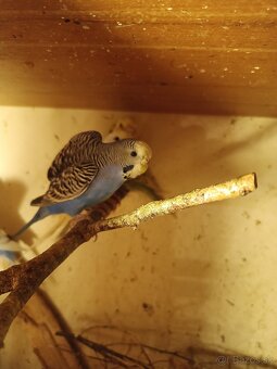 Predám polovystavné andulky - 11