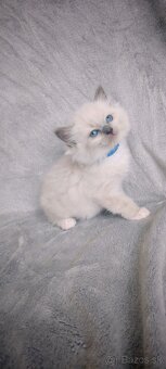Predám Ragdoll - 11