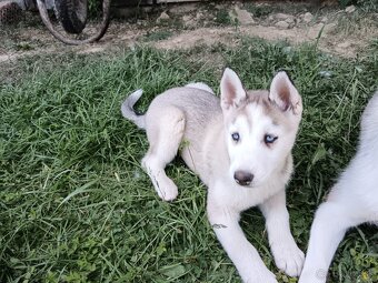 Sibírsky husky - 11
