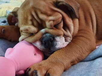 Anglicky Bulldog s PP na KRYTIE, buldog, Buldok , - 11