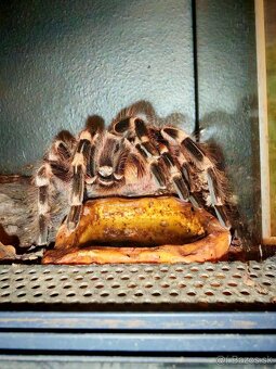 Acanthoscurria geniculata - 11