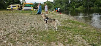 Sibírsky Husky na krytie - 11