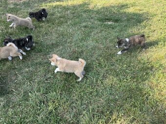 Šteniatka Akita Inu - 11