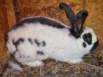 NOS .FRANCUZKY BARAN - 11