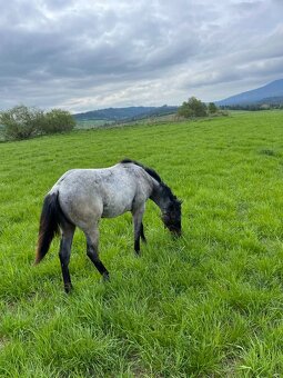 QUARTER HORSE - 11