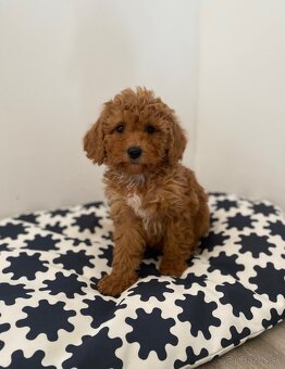 Pudel pudlik poodle - 11