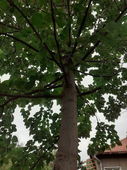 Cisarsky strom Paulownia a Aloe vera - 11