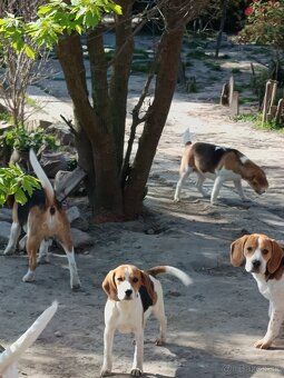 Beagle, bigel, bigl bez PP - 11