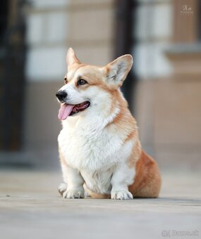 Welsh Corgi Pembroke - 11
