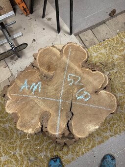 Vysušené agátové koláče / priečne rezy, agát - 11