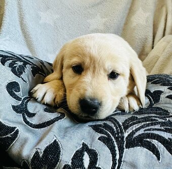 štěňata labrador a – připravena k odběru - 11