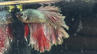 Bojovnica pestrá - betta splendens - 11