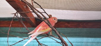 Neofema Bourkova Rubino - 11