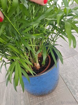 Izbové rastliny, sadeničky - 11