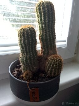 Slonia noha bananovnik kavovnik zamiokulkas fikus yuka - 11