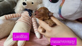 Pudel Pudlik toy trpasličí - 11