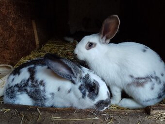 Predám 6-7 mesačné králiky - 11