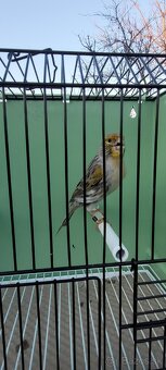 Predám Kanáriky,Kanáre - 11