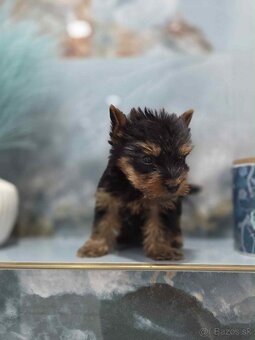 Yorkshirsky terier - 11