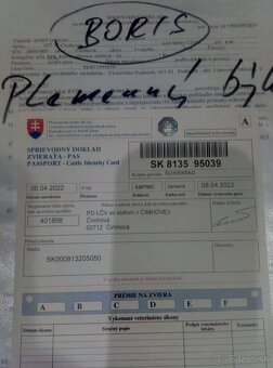 Pinzgau plemenný býk - 11