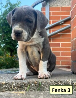 American bully XL, Americký stafordsirsky terier, - 11