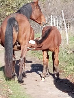 Spoľahlivá kobyla - 11