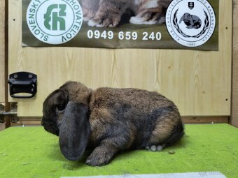 zdrobnené baranovité králiky (Madagaskar) 🐰 - 11