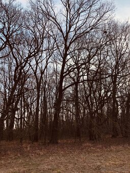 Pozemok - Lúka, Malé Leváre, 26 385 m² - 11