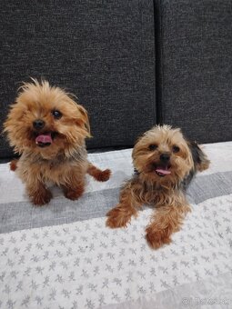 Yorksirsky terrier, Yorkshire teriér, Čoko York - 11