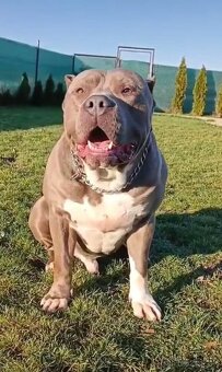 American Bully XL - krytí - 11