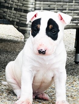 Bullterrier, Bullterier, Bulterier - 11