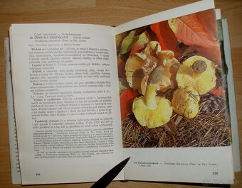 Huby lesov, polí a lúk - 11