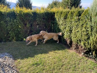 Čistokrvné šteniatko zlatý retriever, psík - 11