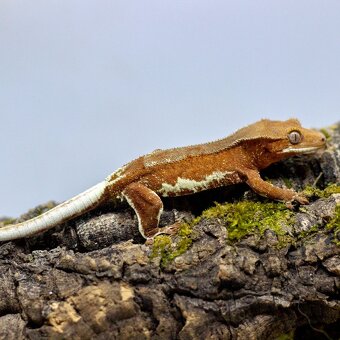 Pagekón riasnatý z chovu GeckoSVK - 11