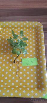 Zakorenené izbove rastliny - 11