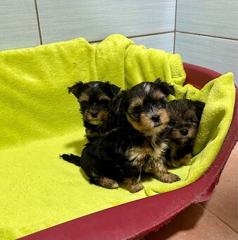 Yorkshire terrier - 11