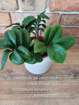 Izbové rastliny NOVÉ PRIDANÉ - 11