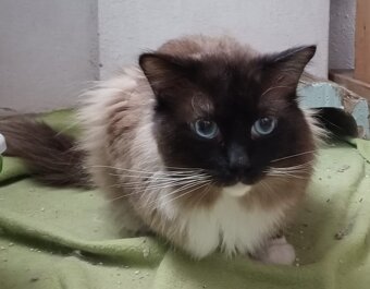 Mačiatka Ragdoll - 11