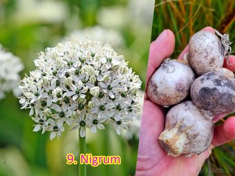 Okrasný cesnak 13 druhov od 0.15€ - 11