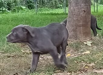 Cane Corso - 11