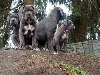 Cane Corso - 11
