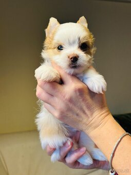 Golddust s PP, Yorkshire s PP, York - 11