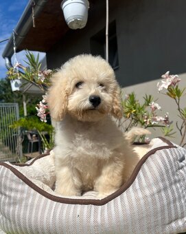 Pudel, pudla, poodle Puppy - 11