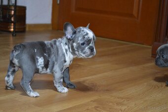 francuzsky buldocek - 11