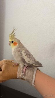 Klietka pre vtáky - 11