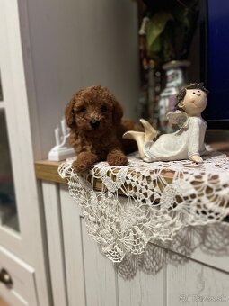 Pudel toy Red ultra mini - 11