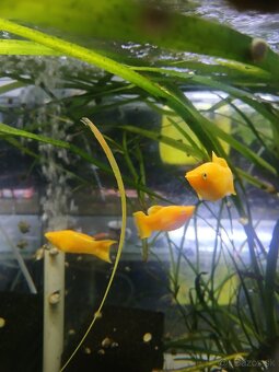 Skalare mramorové-Platy-živorodky-Ampularie - 11