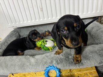 Jazvečík kratkosrstý - 11